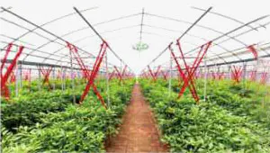 Steel Structure Greenhouse